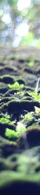 Ferns growing on a wall