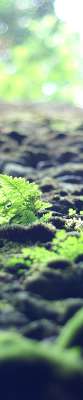 Ferns growing on a wall